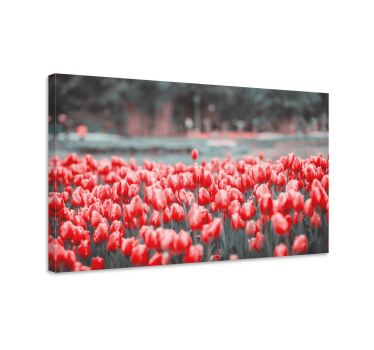 Tableau fleurs et plantes champ de tulipes éclatantes - TenStickers