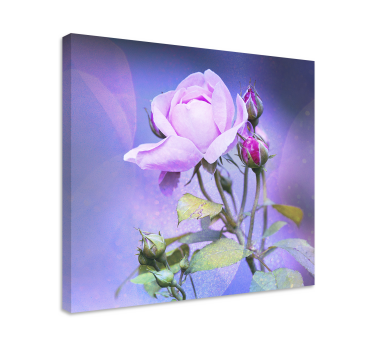 Tableau fleurs et plantes rose en pleine floraison - TenStickers