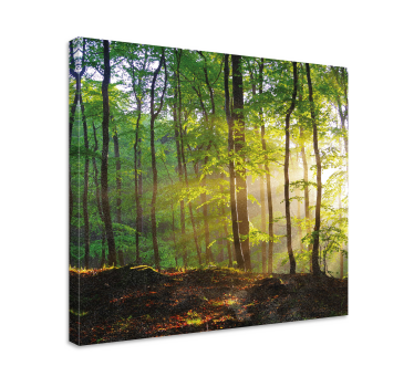 Tableau arbres scène de forêt ensoleillée - TenStickers