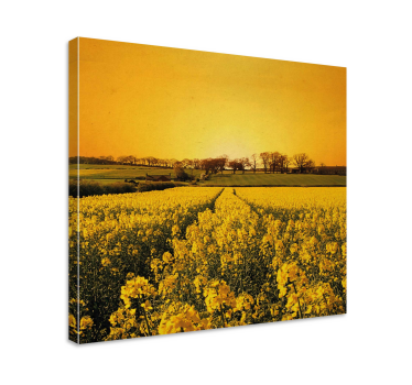 Tableau fleurs Champ de fleurs jaunes - TenStickers
