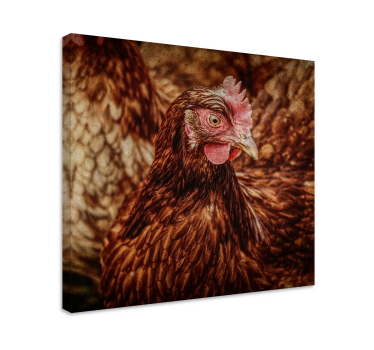 Tableau avec oiseaux Poulet brun sérieux - TenStickers