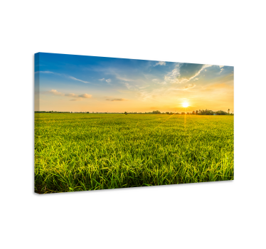Tableau paysages coucher de soleil sur les champs - TenStickers