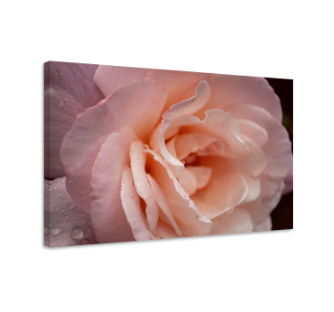 Tableau fleurs et plantes rose délicate en fleurs - TenStickers