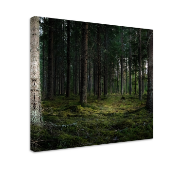 Tableau arbres profondeurs de forêt sereine - TenStickers