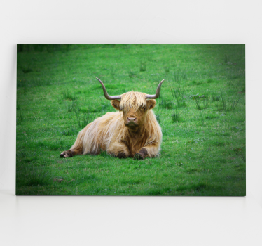 Tableau animaux vache des highlands au repos - TenStickers