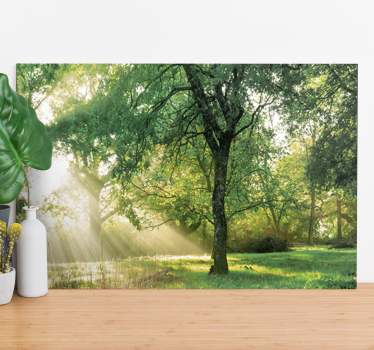 Tableau arbres lumière du soleil à travers les arbres - TenStickers