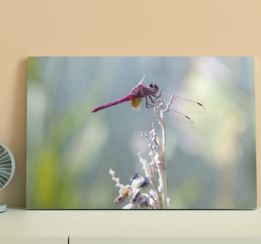 Tableau libellule élégante posée - TenStickers