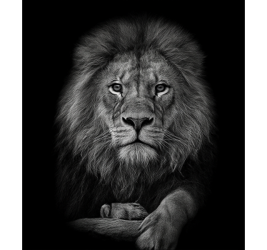 Sticker porte lion aux nuances de gris - TenStickers