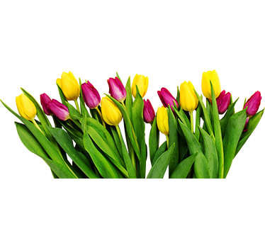 Sticker fenêtre bouquet de tulipes - TenStickers