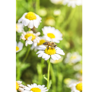 Sticker frigo scène de pollinisation par les abeilles - TenStickers