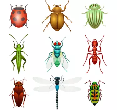 Sticker collection d'insectes - TenStickers