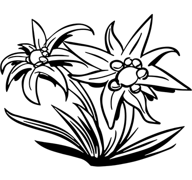 Sticker mural salon fleur Edelweiss - TenStickers