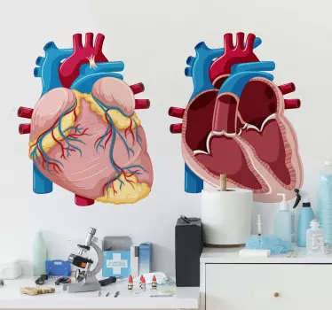Sticker Anatomie du cœur  - TenStickers