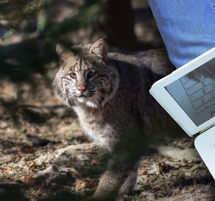 Tapis vinyle animal scène de chat sauvage - TenStickers