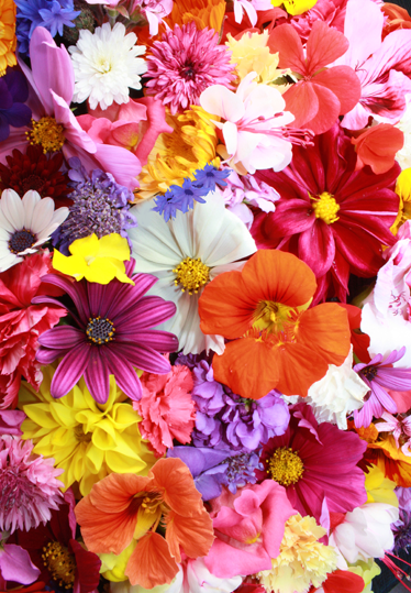 Tapis vinyle fleurs et plantes aux fleurs colorées - TenStickers