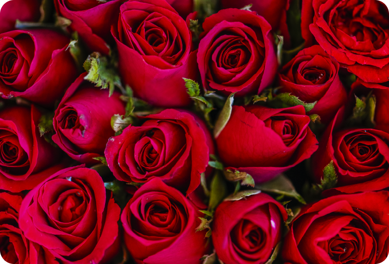 Tapis vinyle fleurs et plantes style floral rouge - TenStickers