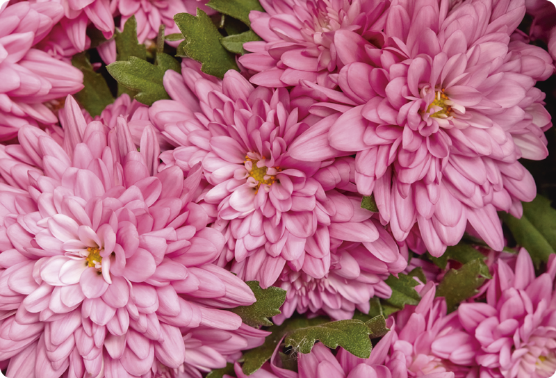 Tapis vinyle fleurs et plantes printemps rose - TenStickers