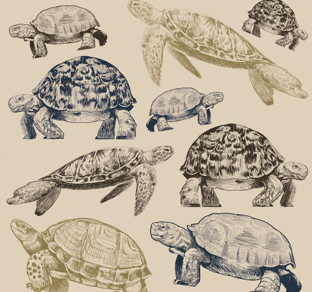 Tapis vinyle chambre tortues fond beige - TenStickers
