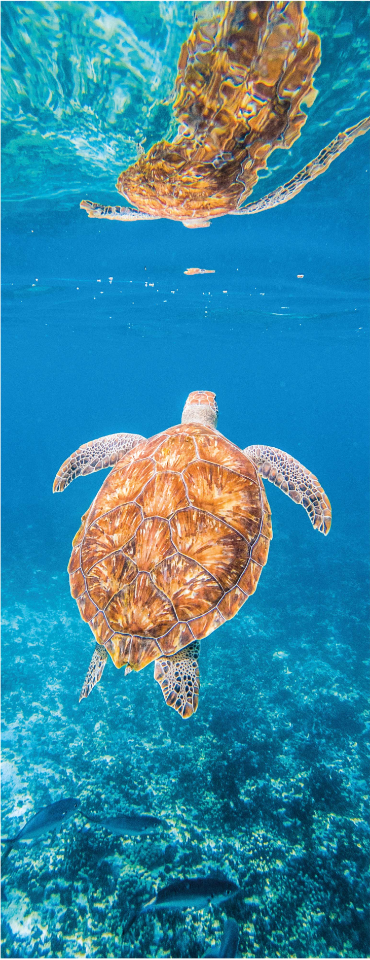 Tapis vinyle salle de bain belle tortue sous-marine - TenStickers