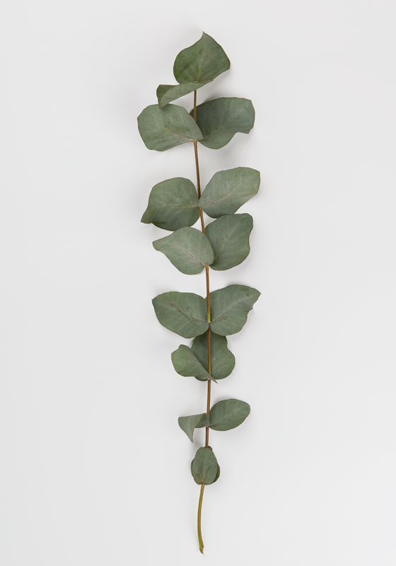 Tapis vinyle fleurs et plantes feuilles d'eucalyptus - TenStickers