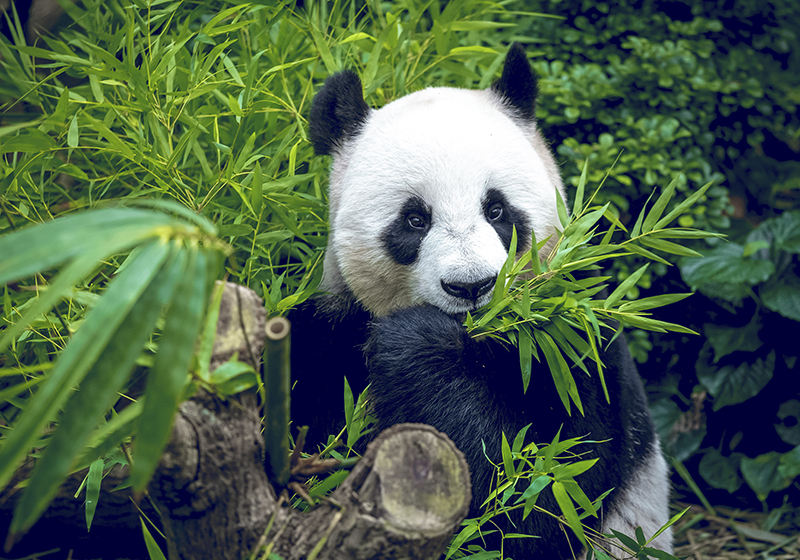 Tapis vinyle vert panda mignon - TenStickers