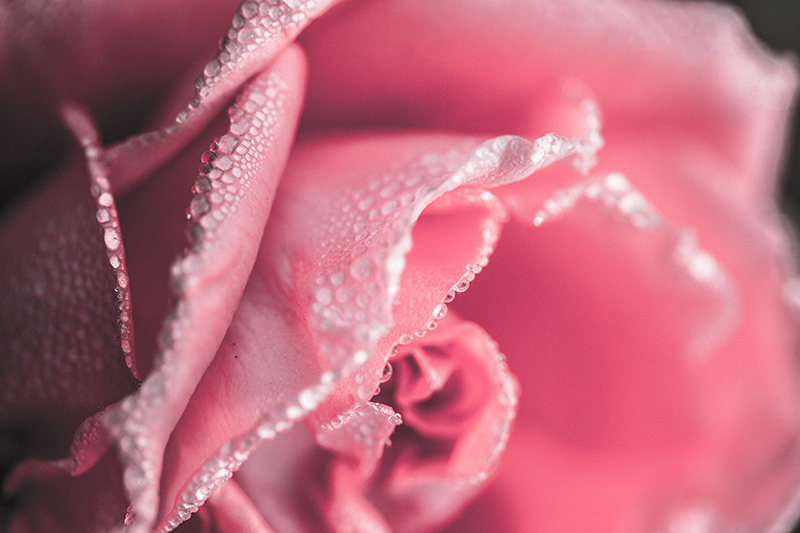 Tapis vinyle fleurs et plantes pétales de rose humides - TenStickers