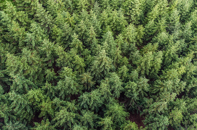 Tapis vinyle nature vue aérienne de la forêt - TenStickers