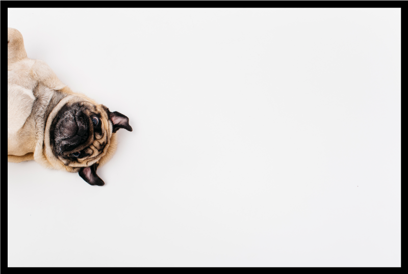 Tapis vinyle animal conception de portrait de carlin - TenStickers