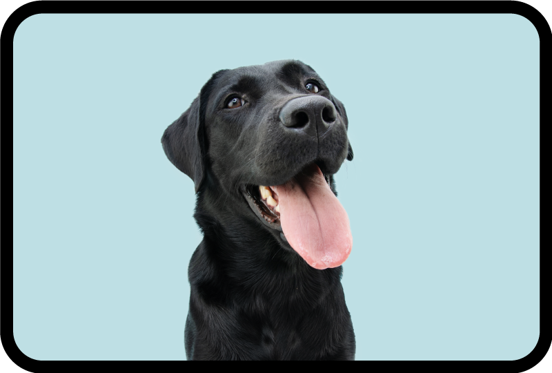 Tapis vinyle animal chien labrador noir - TenStickers