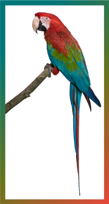 Tapis vinyle animal ara coloré - TenStickers