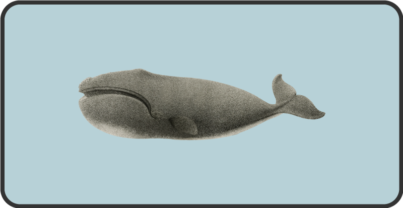 Tapis vinyle animal conception de silhouette de baleine - TenStickers