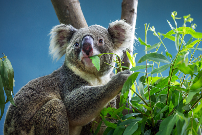 Tapis vinyle animal koala dans la nature - TenStickers