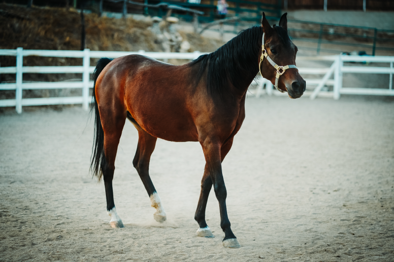 Tapis vinyle animal portrait de cheval majestueux - TenStickers
