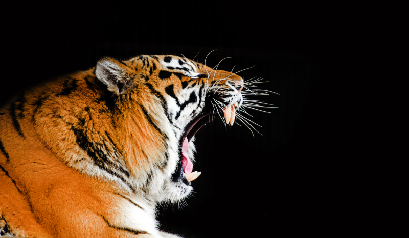 Tapis vinyle animal visage de tigre rugissant - TenStickers