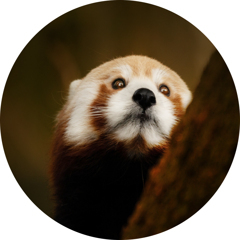 Tapis vinyle animal portrait de renard roux - TenStickers