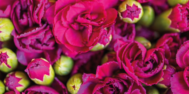 Tapis vinyle fleurs et plantes éclatantes - TenStickers