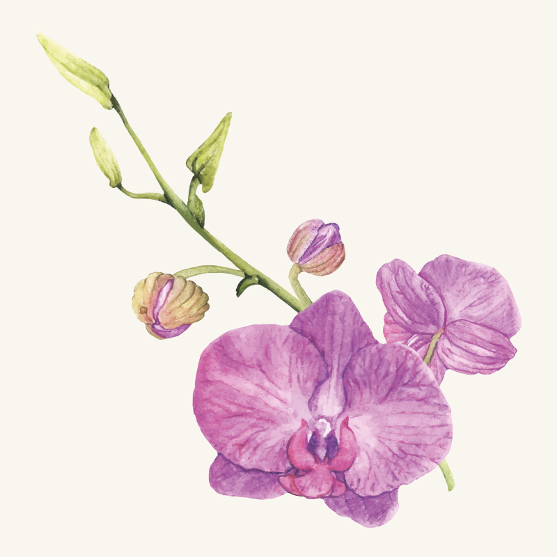 Tapis vinyle fleurs et plantes orchidées violettes - TenStickers