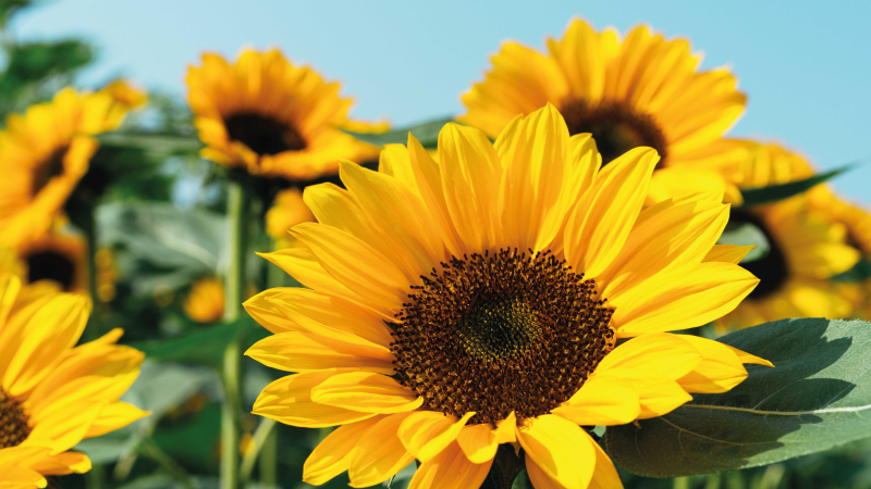 Tapis vinyle fleurs et plantes motif de tournesol lumineux - TenStickers