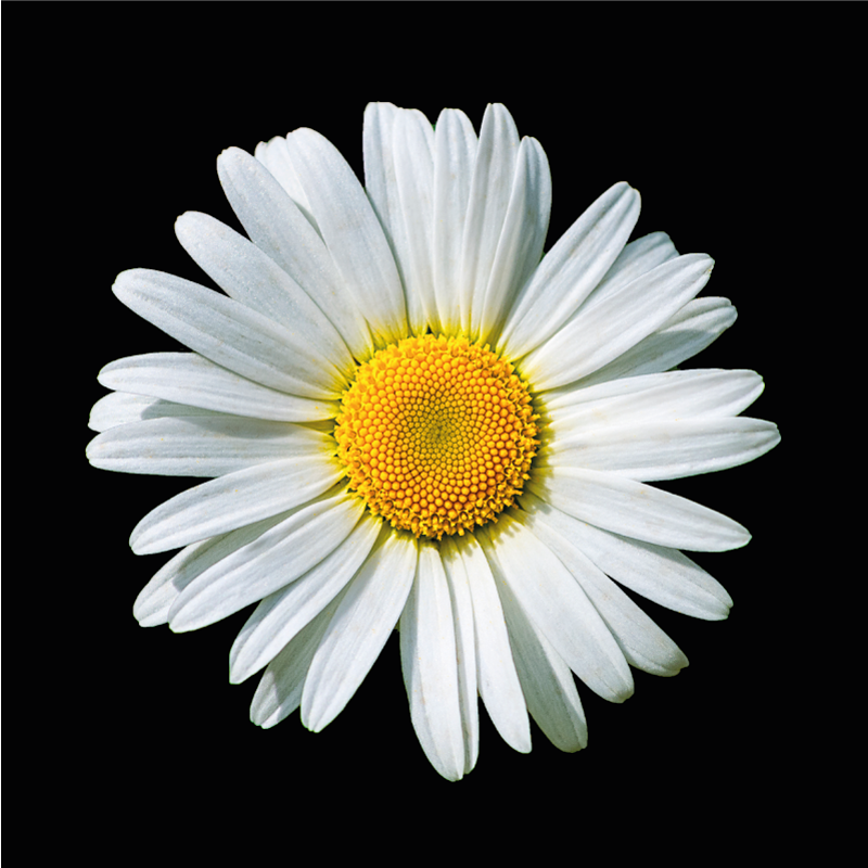 Tapis vinyle fleurs et plantes fleur de marguerite - TenStickers
