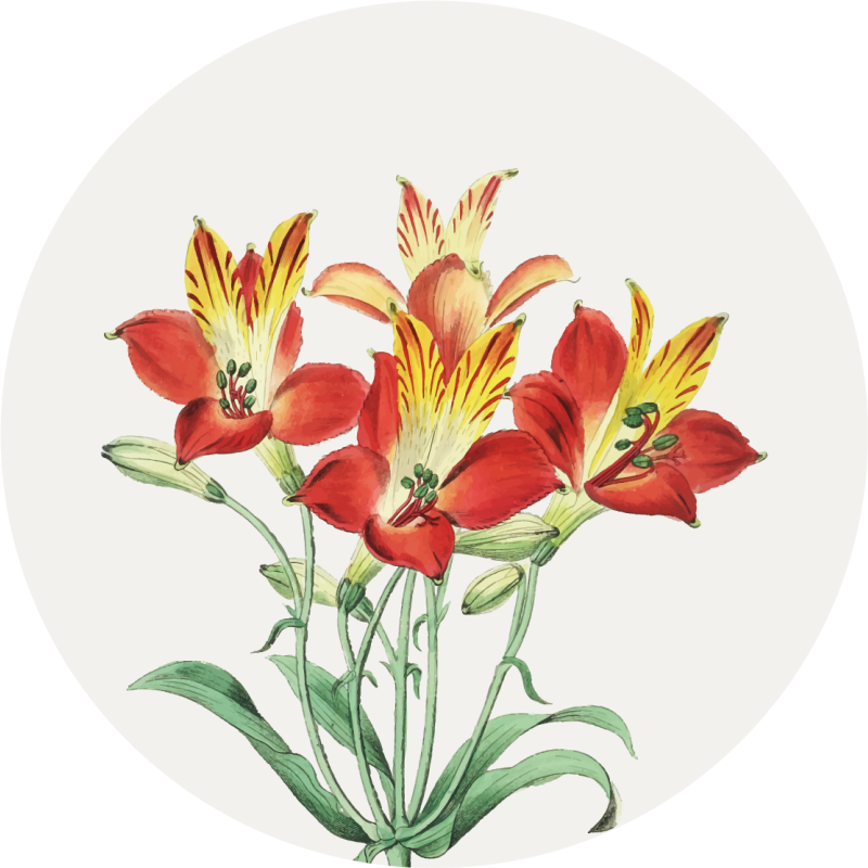Tapis vinyle fleurs et plantes fleurs rouges vives - TenStickers