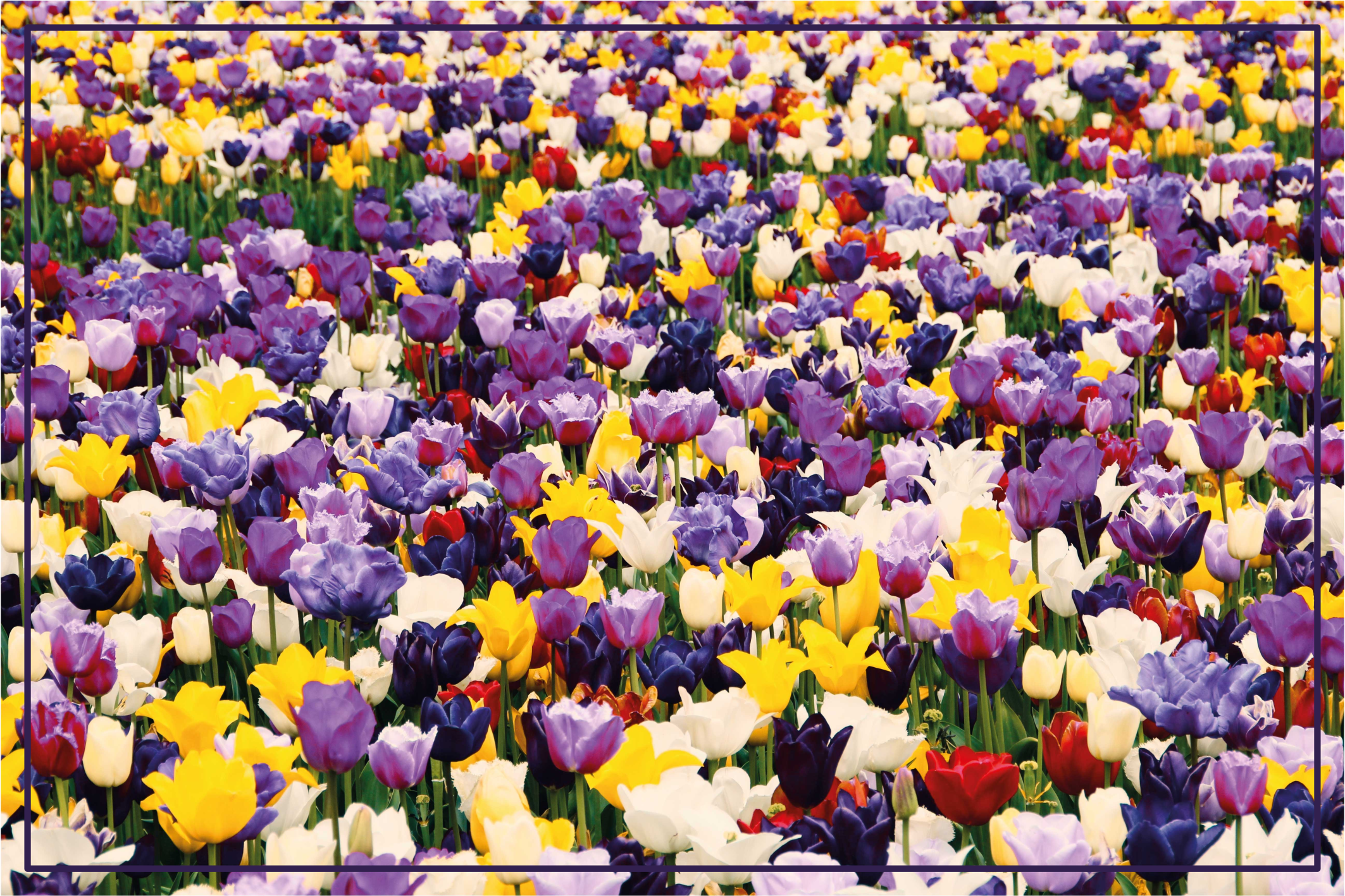Tapis vinyle fleurs et plantes explosion réaliste et colorée - TenStickers