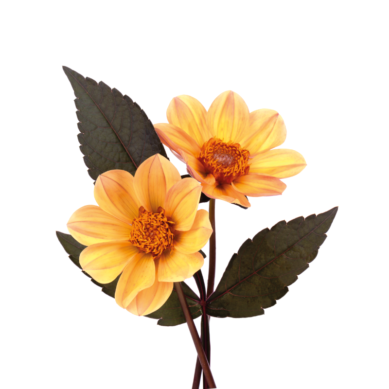 Tapis vinyle fleurs et plantes composition florale vive - TenStickers