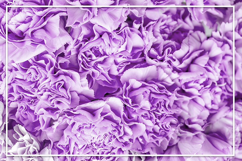 Tapis vinyle fleurs et plantes fleurs violettes éclatantes - TenStickers