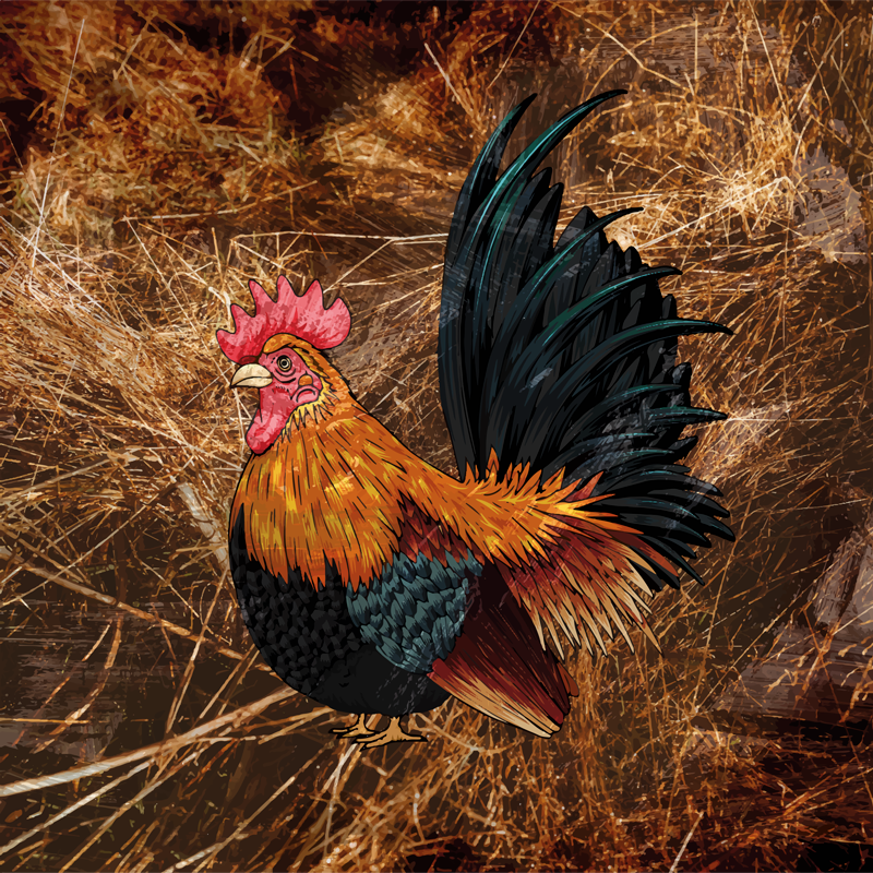 Tapis vinyle animal coq vibrant en couleur - TenStickers