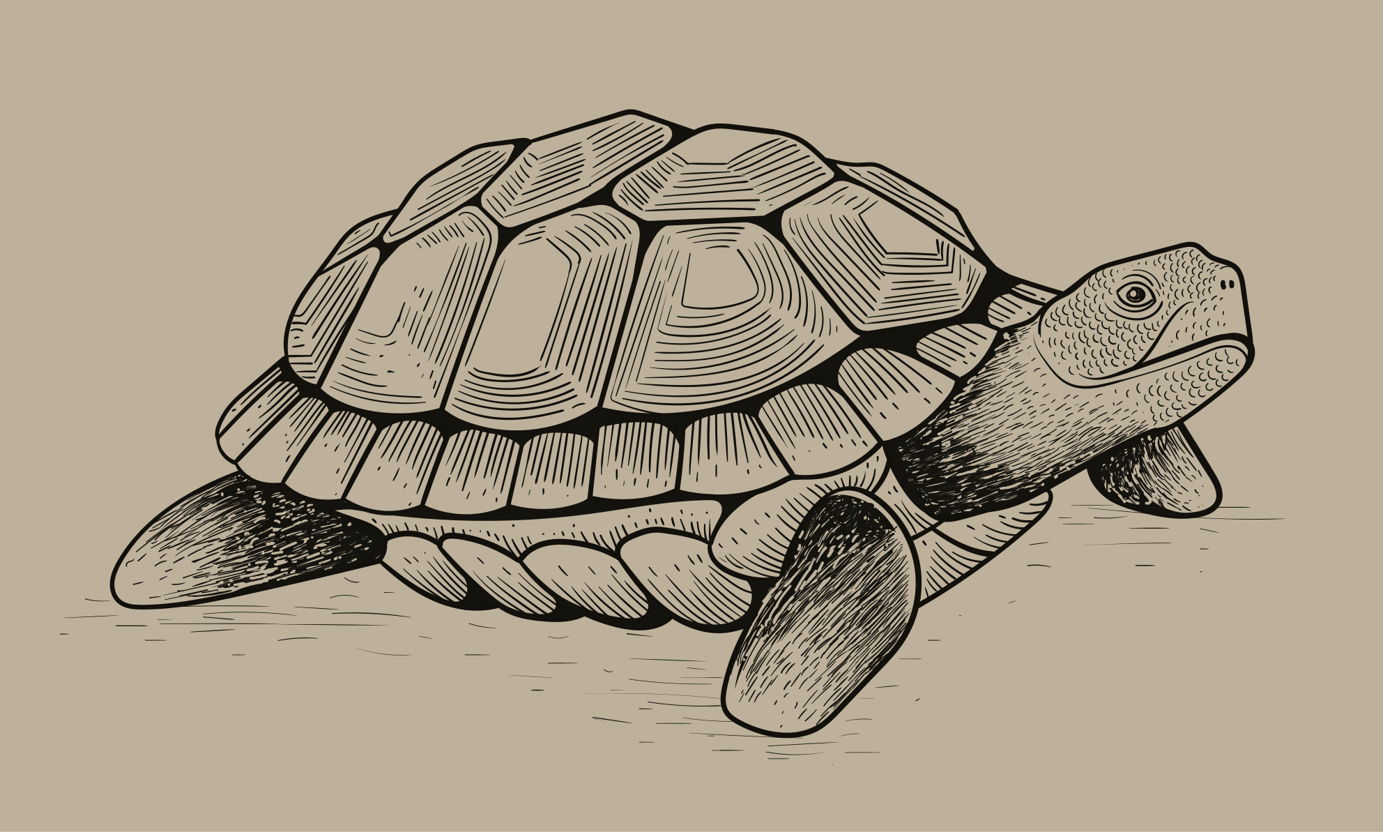 Tapis vinyle animal illustration de tortue - TenStickers
